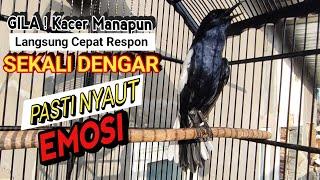 GILA ⁉️ - MASTERAN KACER GACOR FULL ISIAN MEWAH  - Suara Burung Kacer yang Cocok Buat Latihan ‼️