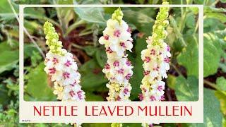 calm journey into the realm of  beautiful wedding candle flowers nettle-leaved mullein tour