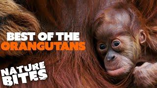 Best of The Orangutans at Chester Zoo  The Secret Life of the Zoo  Nature Bites