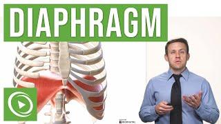 Anatomy of the Diaphragm  Lecturio Medical