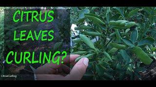 2 Reasons Why Your Citrus Leaves Are Curling  Leaf Curl