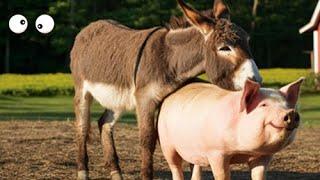 حمار وخنزير   .لقاء مثيرة ما حقيقة تهجين الحمير والخنازير. حيوانات مختلفة  Donkey-Pig Hybrid