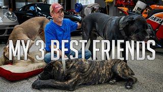 Life with 3 GIANT Dogs  Mastiffs & Weimaraner