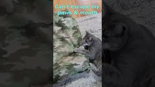 Johnny Cat catching toy. Cats Funny Life. Cute Cats Jessica & Johnny #shorts #cats #viral