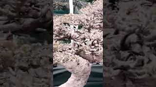 Penampakan Bonsai Waru di PAMNAS PPBI LAMPUNG TENGAH 2022 #bonsai #bonsaiart #bonsaitree #bonsaiwaru