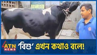 বিশু এখন কথাও বলে  Bishu  Big Cow  Qurbani Cow  ATN News