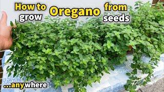 Growing Oregano from Seed - Step by Step