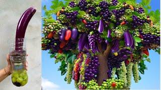 Unique Technique for grafting eggplant with grapes fruits Using Aloe Vera Gat amazing results