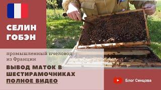 Вывод маток в шестирамочниках от стартера к подсиливанию полное видео Селин Гобэн