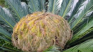 Jeju island beach cycad Cycads flowers   제주도 바닷가 소철 암나무의 소철꽃  済州島浜ソテツバート