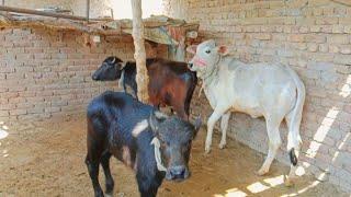 Amazing Cow baby and baby buffalo video 26 March 2024