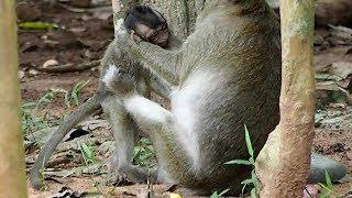 Why Mommy Do Like This To Her Baby - Little Baby Monkey Crying Loudly