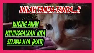 TANDA-TANDA KUCING AKAN MENINGGAL KAN KITA SELAMA NYA MATI