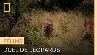 Une femelle léopard en chaleur peut attirer lattention des indésirables