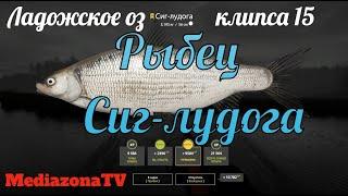 Русская Рыбалка 4 Ладожское оз  Рыбец Сиг лудога 17 08 23