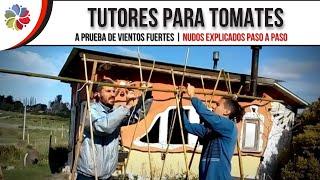  Como hacer un TUTOR PARA TOMATES  Entutorado y explicación de nudos paso a paso