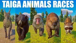 Taiga Animals Speed Races in Planet Zoo included Beaver Raccoon Bear Ibex and Macaque