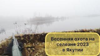 Весенний сезон охоты на уток 2023 в Якутии