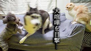 犬の喧嘩を目撃した猫の行動に驚きました...