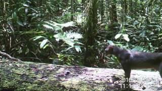 Camera trap video of bay cat in Central Kalimantan Indonesia Borneo