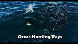 Rare Footage of Orcas Hunting Rays 4K