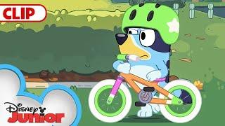 Bluey Season 1 Episode 11 Bike Episode Clip  @disneyjunior  @BlueyOfficialChannel​