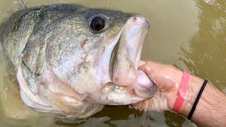 BASS of a LIFETIME in URBAN POND