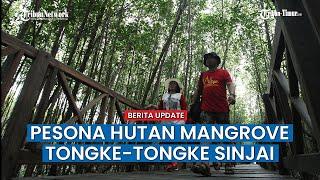 Pesona Hutan Mangrove Tongke-Tongke Sinjai Destinasi Wisata Mangrove Terpanjang di Indonesia