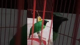 burung cucak ijo pool tembakan