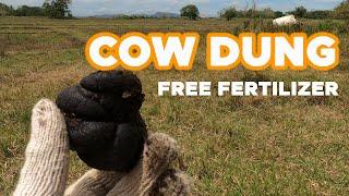 PICKING COW DUNG FREE FERTILIZER