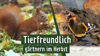 Ein unaufgeräumter Garten bietet Tieren Futter  MDR Garten