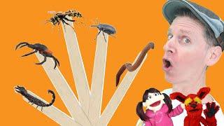 Bugs Part 4  Pop Sticks Song with Matt  Dream English Kids