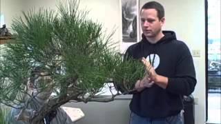 Ryan Neil on Japanese Black Red and White Pine care