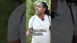 House Flies in Florida