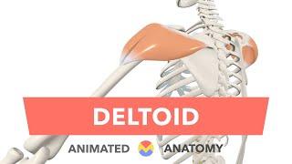 Deltoid - Anatomy Origin Insertion Actions Innervation + Blood Supply Animated