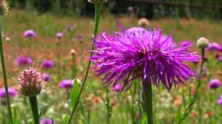 Wildflowers at Oak Point Park & Nature Preserve