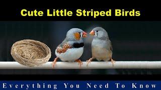 The Beginners Bird - Zebra finch