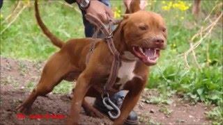 Los 10 ataques de perros más terroríficos l PITBULL ATTACK