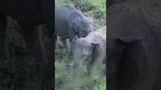 Living with wildlife Elephant