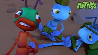 Ant Down  ANTIKS Funny Cartoons For All The Family
