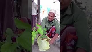 চুইঝাল নিয়ে ছন্দ গান করলেন চাষী #agricultural #shorts #reels #viral #funny #farmerlife #farm