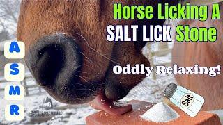 Horse LICKING A SALT LICK Stone ASMR Oddly Relaxing Horse Sounds  Horse Care