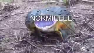 rare pepe doesnt like normies