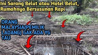 MANCING BELUT DI SPOT KEBUN SAWIT YANG BELUM TERJAMAH