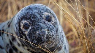 Gray Seals Sentinels of Our Shared Marine Habitat