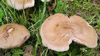 Plutée en Parasol Pluteus Petasatus