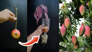 Simple Method Grafting Mango With Apples In A Glass Of Water New Mango grafting Technique