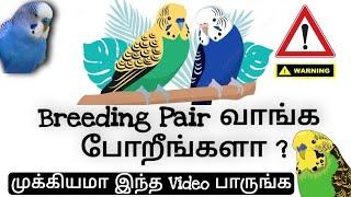 Adult Budgies வாங்கலாமா?  Which is Best Adult OR Semi Adult  4 Main Problems  PETZZZ TAMIZHA