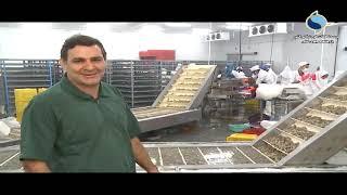 Post harvest operation to reduce shrimp headache  عملیات پس از برداشت به منظور کاهش سرقرمزی میگو