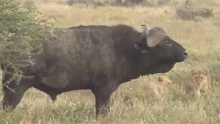 Lions vs Buffalo Tanzania Safari highlights